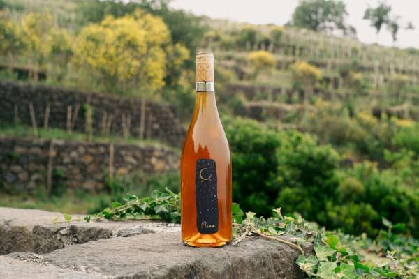 locandina dell'evento di degustazione vini naturali del 28 febbraio 2026, una scena con una bottiglia di vino su uno sfondo di una vallata alberata